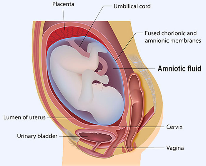 amniotic fluid volume