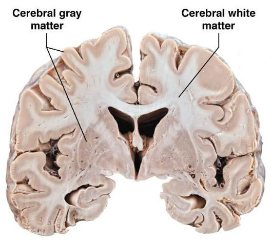 Brain White Matter