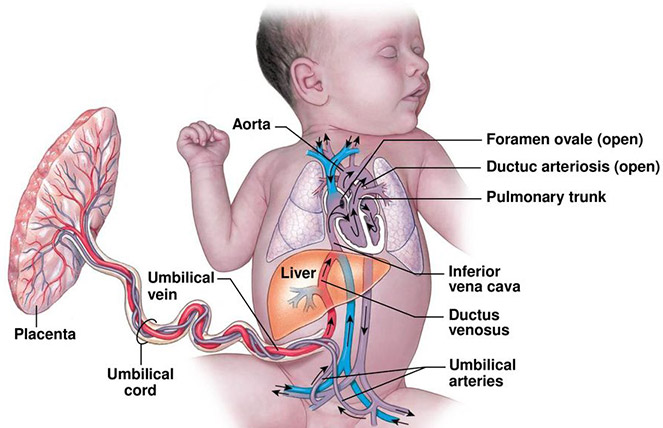 mother blood system