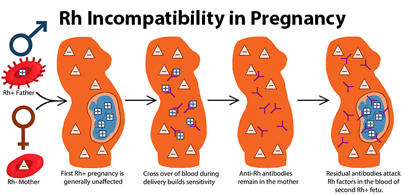 blood transfer antibodies