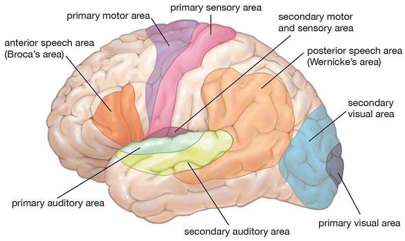 SPD neurodevelopmental function