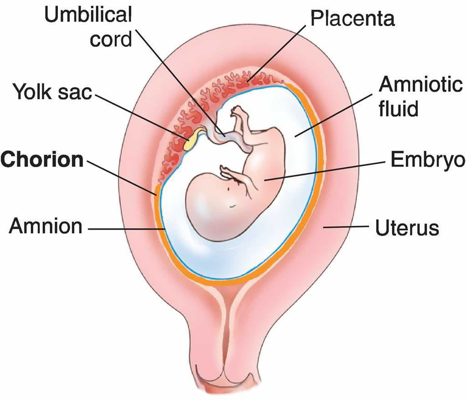 placenta anatomy