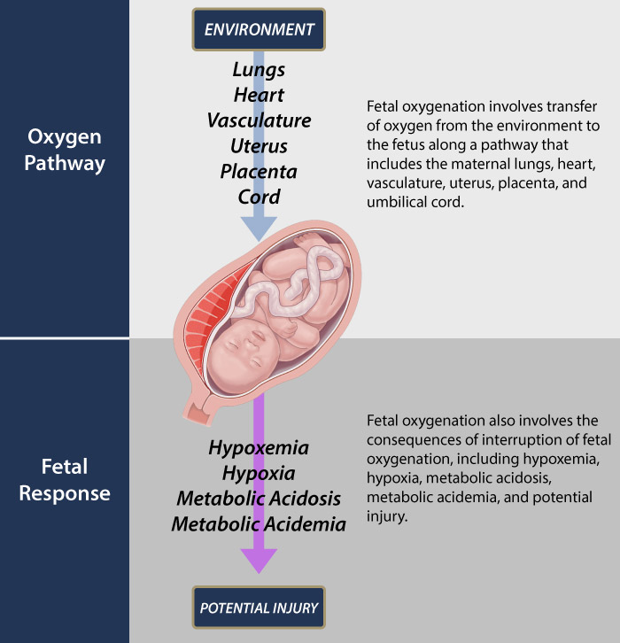 Causes of Fetal Acidosis