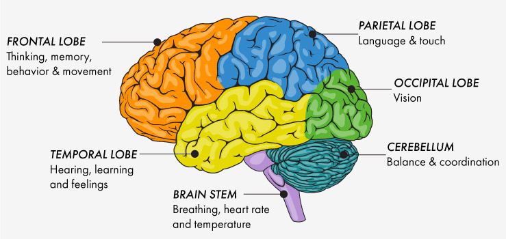 brain lobes and functions