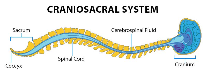 Craniosacral Skeletal System
