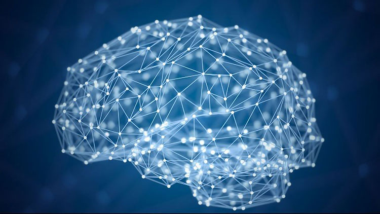brain connectivity
