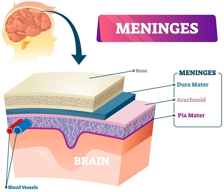 layers of the brain