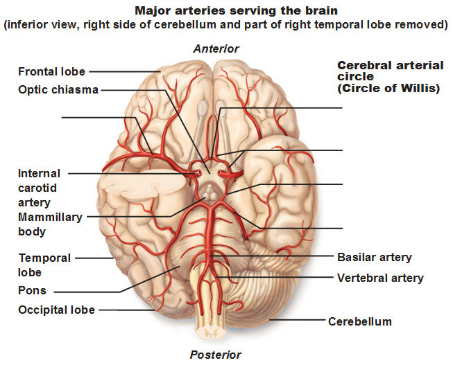 brain blood vessels