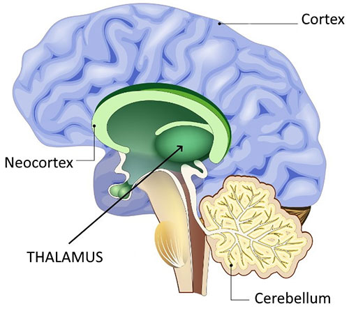 what is the thalamus