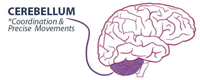 Cerebral Palsy affects the Cerebellum