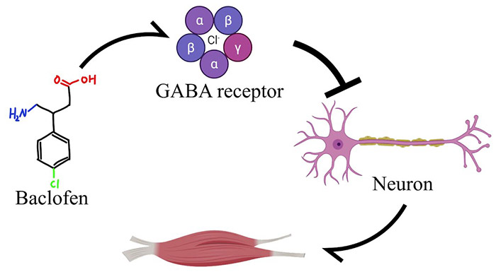 baclofen neuron interaction