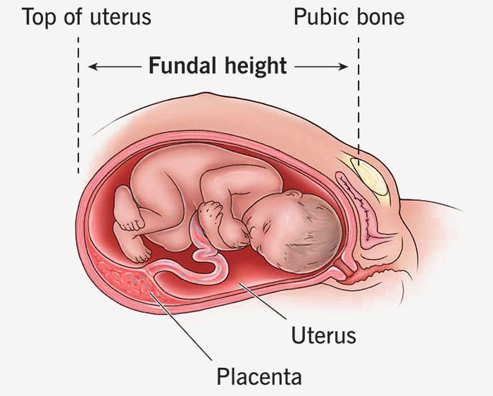 fundal height measurement