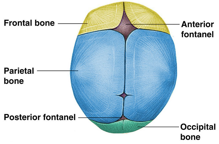fetal skull diagram