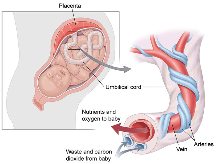 umbilical cord gases