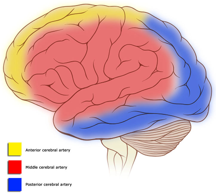 Brain Oxygen Connection