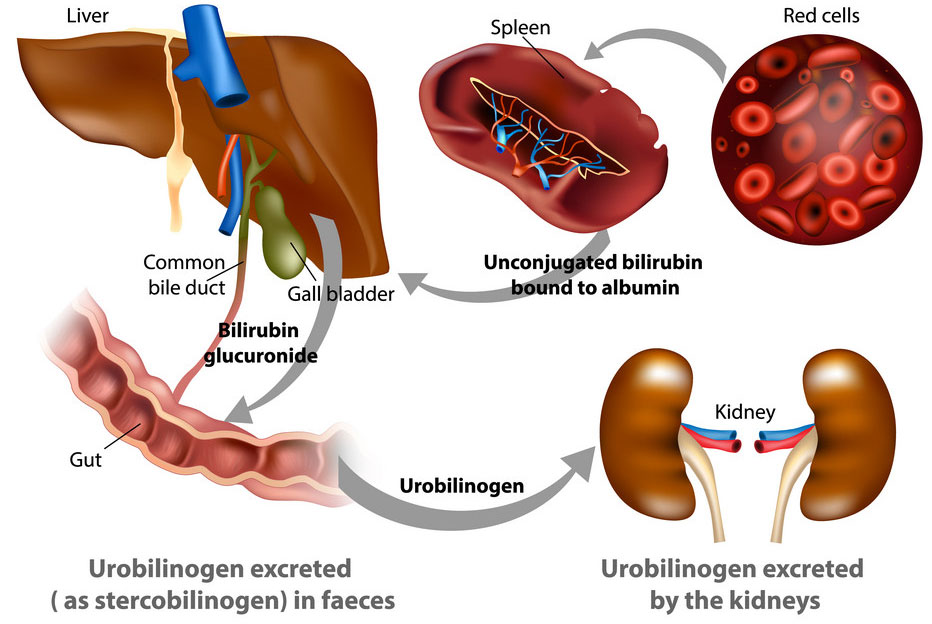 bilirubin process