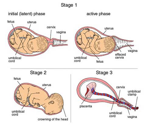 stages of childbirth