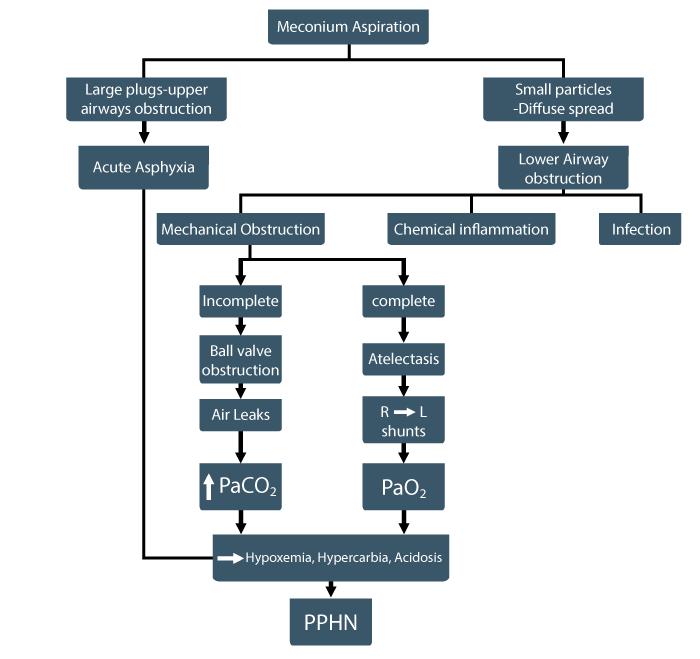 Pathophysiology of meconium aspiration syndrome