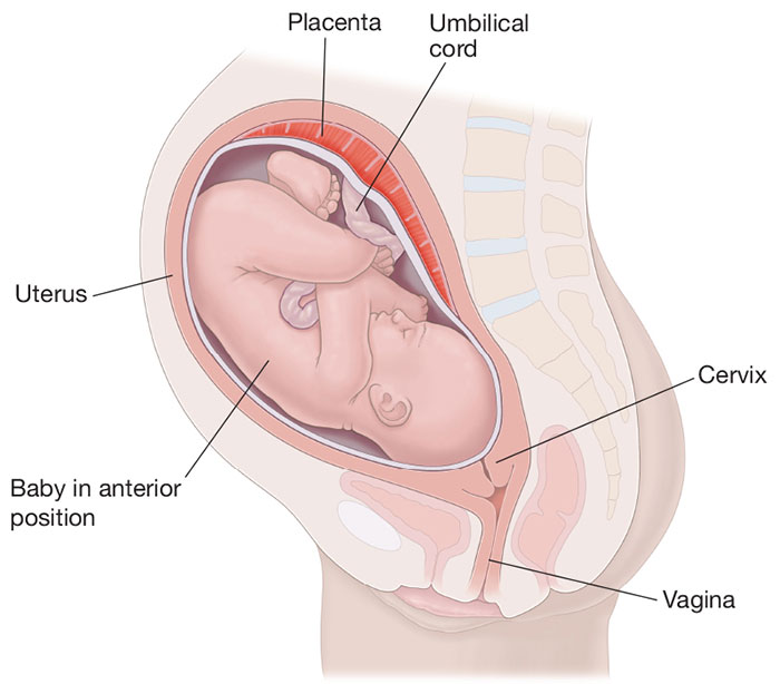 occiput anterior