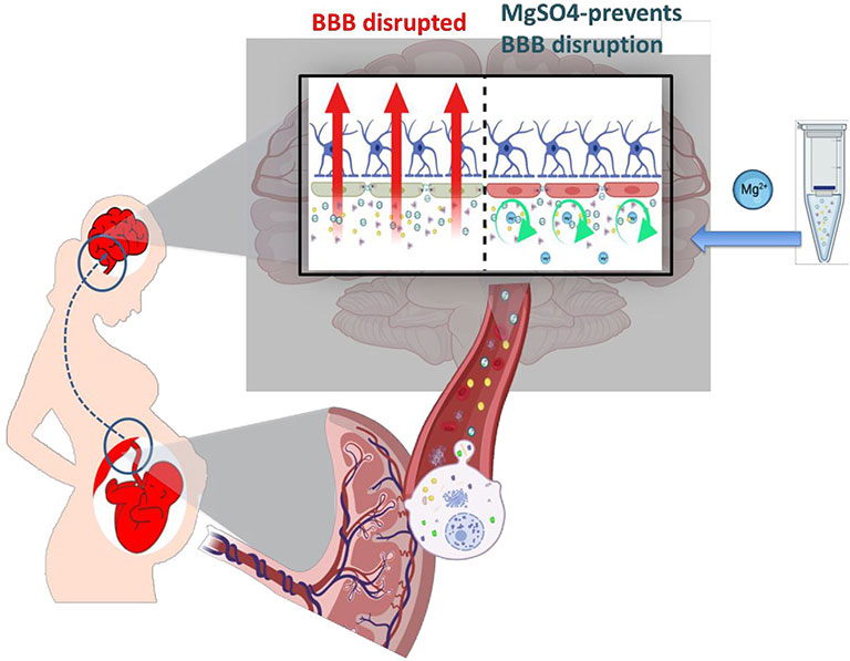 Blood Brain Barrier