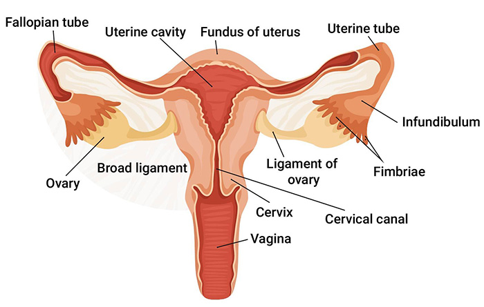 uterus diagram