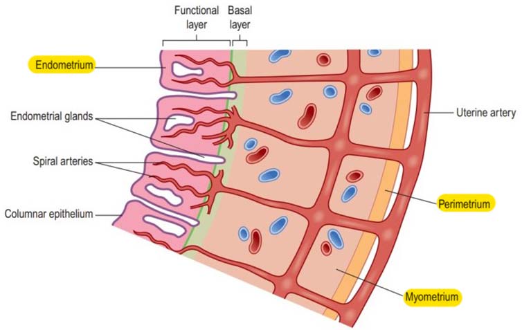 Types of Uterine Rupture