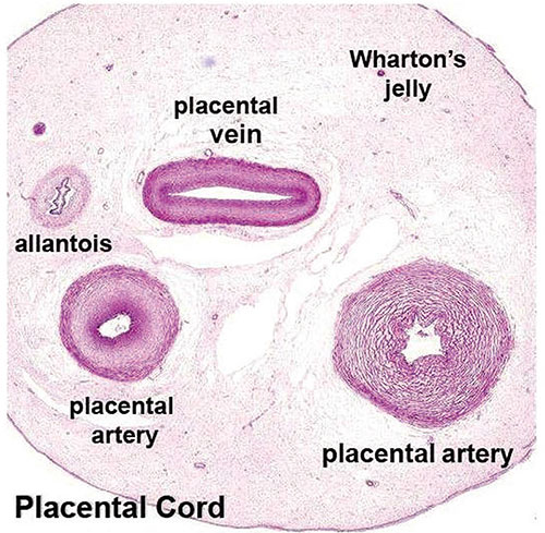 umbilical cord structure